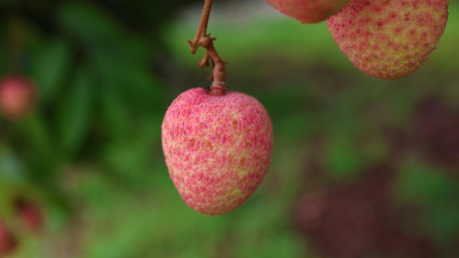 Vải thiều chín sớm Phúc Hòa - Loại 2