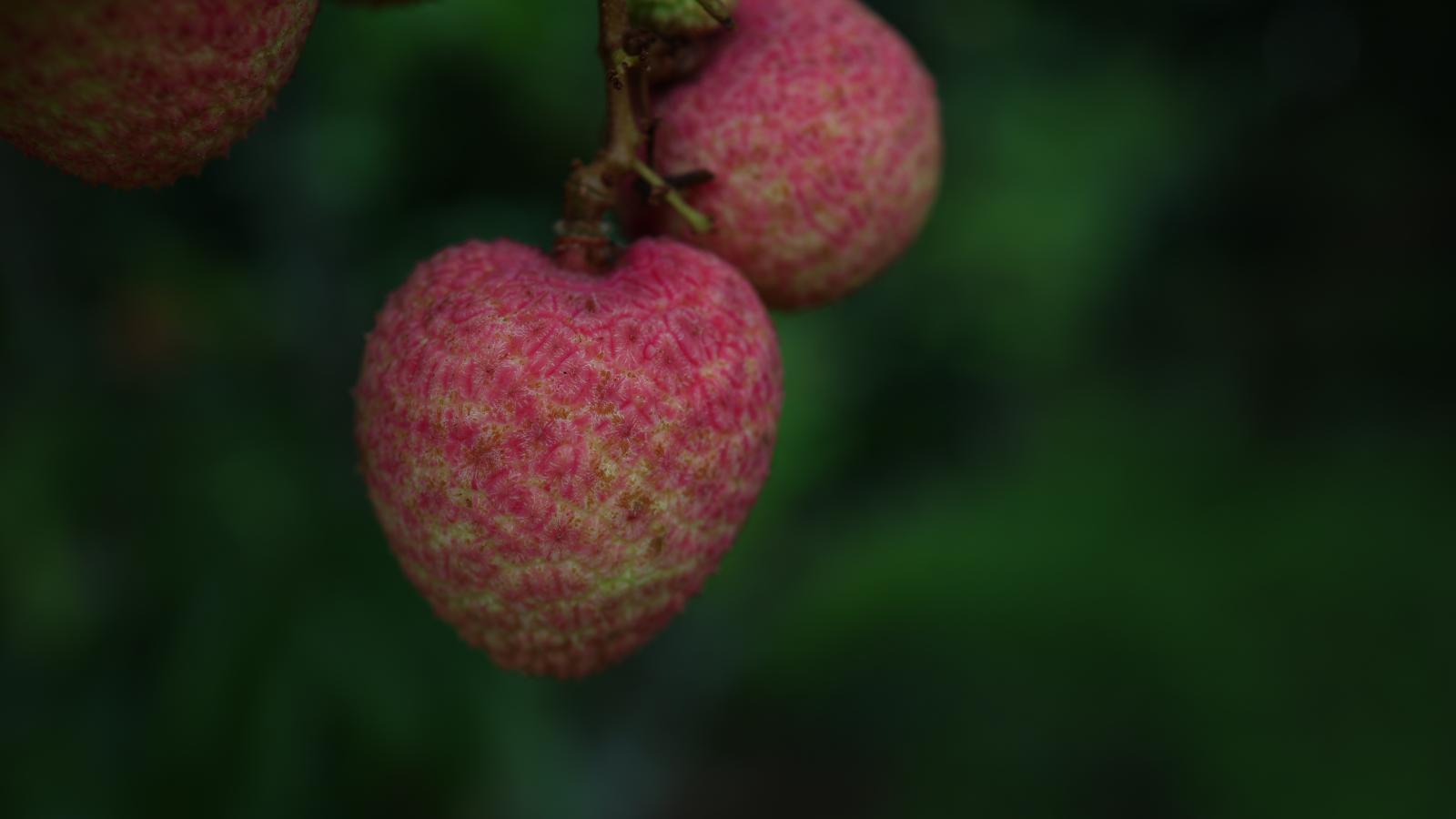 Vải thiều Cao Xá - Loại 1